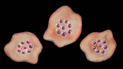 Plasmodium ovale protozoa, illustrazione digitale . — Foto stock