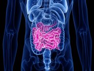 Transparent male silhouette with colored small intestine, computer illustration. — Stock Photo