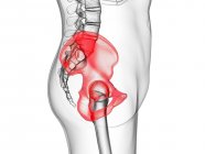 Osso di elio nello scheletro del corpo umano, illustrazione del computer
. — Foto stock