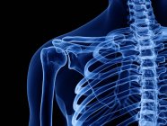 Huesos de hombro en rayos X ilustración digital del cuerpo humano . - foto de stock