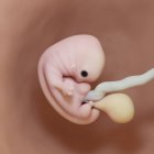 Human fetus at week 7, realistic digital illustration. — Stock Photo