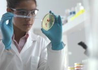 Female scientist examining bacterial culture growing in petri dish. — Stock Photo