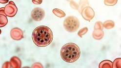 Plasmodium malariae protozoa in кров'яній судині, комп'ютерна ілюстрація. — стокове фото