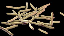 Illustration numérique de la bactérie Mycobacterium leprae gram-positive en forme de tige, agent causal de la lèpre . — Photo de stock