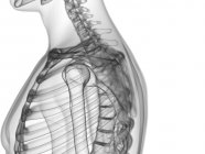 Shoulder bones in x-ray digital illustration of human body. — Stock Photo