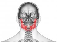 Os de mâchoire dans un corps humain transparent, illustration informatique . — Photo de stock