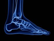 Цифрова рентгенівська ілюстрація кісток людської ноги . — стокове фото