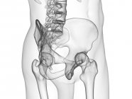 Прозорий силует людського тіла з видимими суглобами стегна, комп'ютерна ілюстрація . — стокове фото
