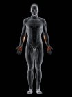 Abstrakter männlicher Körper mit detailliertem Palmaris longus Muskel, Computerillustration. — Stockfoto
