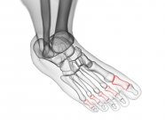 Huesos proximales de falange en rayos X ilustración computarizada del pie humano . - foto de stock