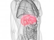 Прозорий чоловічий силует з кольоровою печінкою, комп'ютерна ілюстрація . — стокове фото