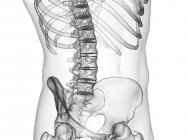 Абстрактний чоловічий силует з видимим поперековим хребтом, комп'ютерна ілюстрація . — стокове фото