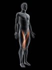 Figura masculina abstracta con músculo Sartorius detallado, ilustración digital
. - foto de stock