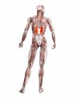 Физическая фигура мужчины с детализированной задней нижней мышцей Serratus, цифровая иллюстрация
. — стоковое фото
