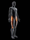 Figura masculina abstracta con músculo Tensor fascia lata detallado, ilustración digital
. - foto de stock
