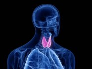 Анатомічне чоловіче тіло з кольоровою щитовидною залозою, комп'ютерна ілюстрація . — стокове фото