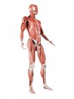 Чоловіча мускулатура в повній довжині, цифрова ілюстрація ізольована на білому тлі . — стокове фото