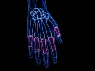 Male skeleton hand with visible proximal phalanges, computer illustration. — Stock Photo