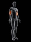 Абстрактная мужская фигура с детальной плечевой мышцей, компьютерная иллюстрация . — стоковое фото