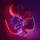 Foetus humain à la semaine 27, illustration numérique multicolore . — Photo de stock