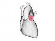 Cuore umano con valvola polmonare colorata, illustrazione al computer . — Foto stock