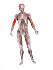Физическая мужская фигура с детальной плечевой мышцей, цифровая иллюстрация
. — стоковое фото