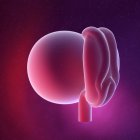 Foetus humain à la semaine 4, illustration numérique multicolore . — Photo de stock