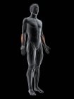 Абстрактная мужская фигура с детальной радиальной мышцей Carpi, компьютерная иллюстрация . — стоковое фото