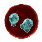 Protozoan Plasmodium falciparum cell, causative agent of tropical malaria, digital illustration. — Stock Photo