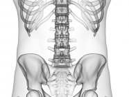 Sagoma maschile astratta con colonna vertebrale lombare visibile, illustrazione al computer . — Foto stock
