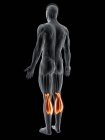 Cuerpo masculino abstracto con músculo Gastrocnemio detallado, ilustración por computadora . - foto de stock
