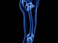 Oberschenkelknochen in Röntgencomputerdarstellung des menschlichen Körpers. — Stockfoto