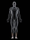 Абстрактное мужское тело с подробным Peroneus Brevis мышцы, компьютерная иллюстрация
. — стоковое фото