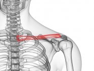 Clavícula ósea en cuerpo humano transparente, ilustración por ordenador . - foto de stock