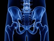 Ossa anca in radiografia illustrazione digitale del corpo umano . — Foto stock