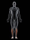 Мужское тело с видимым цветным Extensor digitorum длинная мышца, компьютерная иллюстрация
. — стоковое фото