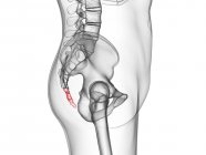 Parte del esqueleto masculino con cóccix visible, ilustración por computadora . - foto de stock