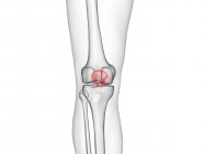 Patella bone in skeleton of human body, computer illustration. — Stock Photo
