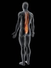 Абстрактное мужское тело с детализированной грудной мышцей Longissimus, компьютерная иллюстрация
. — стоковое фото