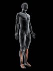 Абстрактная мужская фигура с подробным Extensor digitorum длинная мышца, компьютерная иллюстрация . — стоковое фото