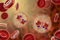 Protozoários Plasmodium falciparum, agente causador da malária tropical nos glóbulos vermelhos, ilustração digital . — Fotografia de Stock
