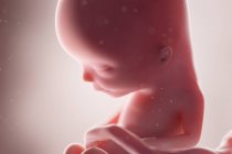 Fœtus humain réaliste à la semaine 13, illustration par ordinateur . — Photo de stock