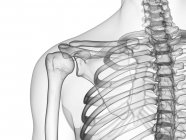 Ossa della spalla in radiografia illustrazione digitale del corpo umano . — Foto stock