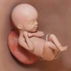 Human fetus at week 24, realistic digital illustration. — Stock Photo