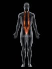 Cuerpo masculino con músculo Iliocostalis de color visible, ilustración por ordenador . - foto de stock