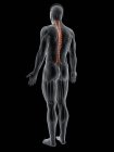 Abstrakte männliche Figur mit detaillierten Rotatorenmuskeln, Computerillustration. — Stockfoto