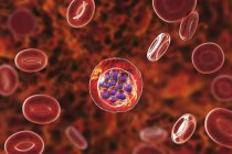 Plasmodium vivax protozoan inside red blood cells, digital illustration. — Stock Photo