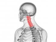 Parte del esqueleto masculino con columna cervical visible, ilustración por computadora . - foto de stock