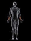Abstrakter männlicher Körper mit detailliertem Flexor pollicis longus Muskel, Computerillustration. — Stockfoto