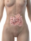 Figura anatómica femenina con intestino delgado detallado, ilustración por computadora . - foto de stock